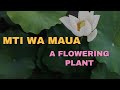 MTI WA MAUA - A FLOWING PLANT