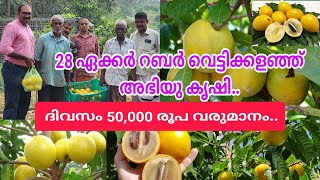 28 ഏക്കർ റബർ വെട്ടിക്കളഞ്ഞ് അബിയു കൃഷി.. ദിവസം 50,000 രൂപ വരുമാനം..