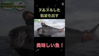 ヌルヌルした魚を釣り上げる!!#shorts【釣りよか切り抜き】