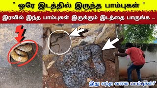 🐍வீட்டிற்குள் ஒரே இடத்தில் பதுங்கி இருந்த பாம்புகள் இதைப் பாருங்கள் 😱🐍| Snake_Saga