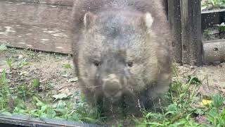 【wombat】フクちゃんの手のひら、雨上がりのフクちゃん(五月山動物園)