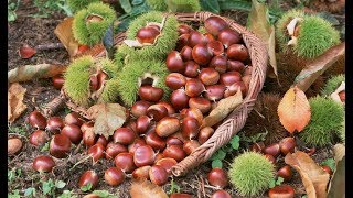 🌰🌰🌰Gaštanové slávnosti 2018 na hrade Modrý Kameň... foto-prezentácia...🌰🌰🌰