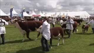 THE BALMORAL SHOW N.IRELAND AT THE MAZE DAY 1