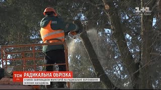 У Києві запровадили мораторій на радикальне обрізування зелених насаджень