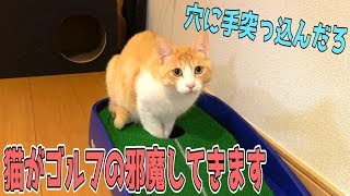 猫たちがひたすらゴルフの邪魔をしてきます…！