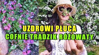 Uzdrawia Płuca, Usuwa Trądzik różowaty | Miodunka Plamista i jej Właściwości Zdrowotne