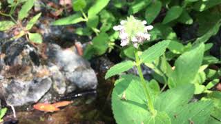 Stachys pycantha, Serpentine Hedgenettle, Lamiaceae