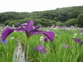 東村山　菖蒲まつり　2011 06 12