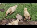 fomos comer truta na cordilheira paisagem andina na bolivia lugar romantico na altitude do andes