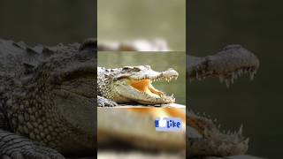 Unknown facts about Crocodile || முதலை கல் முழுங்குமா?  #animals #fact #sanguchakram