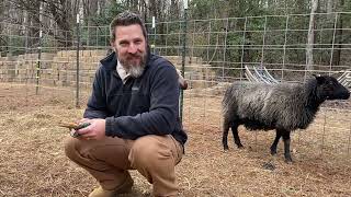 Ewe Naming Contest