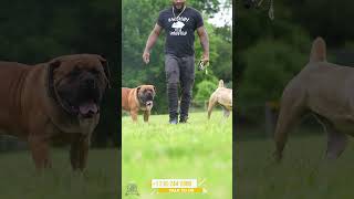 Boerboel’s Impressive Speed and Responsiveness #shorts #boerboelpuppies #boerboelbreeders #boerboel