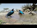 african superb starling splendor of the savannah birdwatcher s guide