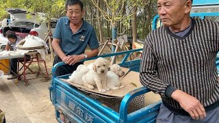 这是拉布拉多吗？这是串串