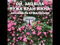 Ой зацвіла ружа край вікна