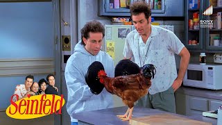 Little Jerry is a Pecking Champion | Seinfeld