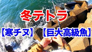 【冬テトラ】で【12月 寒チヌ】狙い‼いきなり食い込むアタリにドラグの音鳴り響く【巨大高級魚】