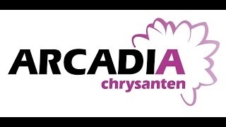 chrysanten oogsten bij Arcadia met de furora.film