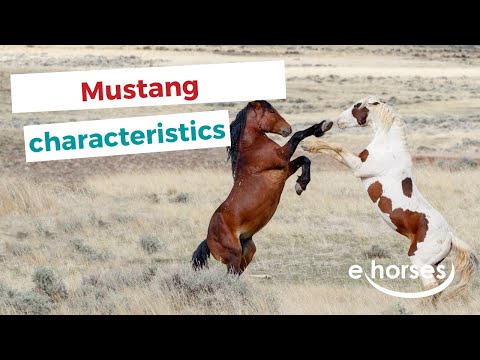 What makes a horse a Mustang?