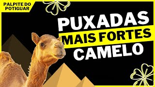 Puxada do Camelo - Jogo do Bicho