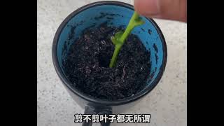 很多人都想种植人参果，但是一點經驗都沒有，今天我把种植人参果的經驗分享給大家，希望對你們有幫助￼