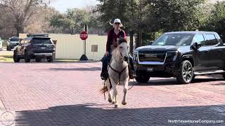 “Alfie”- 14.2H, 7 yr old buckskin paint gelding at Fort Worth Stockyards