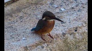 カワセミ狛江地区下の子 2023 09 12