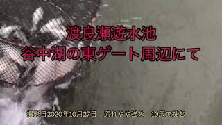 秋の野釣り　へらぶな　まぶな　2020.10.27