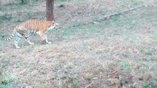 Explore_Dairy#3 Royal Bengal Tiger Roar at INDIRA GANDHI ZOOLOGICAL PARK,VIZAG