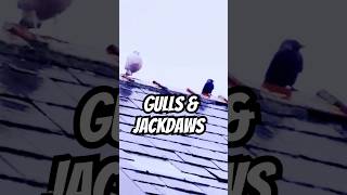 Gulls \u0026 Jackdaws #birds #shorts #rain