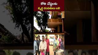 కోతి చేసిన తుంటరి పని.. | Ntv