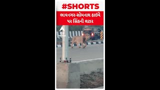 Bhavnagar Lion : ભાવનગર-સોમનાથ હાઈવે પર સિંહની લટાર