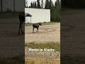 moose in alaska near command post in delta junction alaska