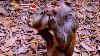 Nice Clip___! Why Mum ? What Happened To Baby Monkey ? God Please Help Poor Baby Monkey / 4K