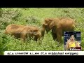 தாய் பாசத்தில் விஞ்சி நிற்கும் யானை elephant nilagiri