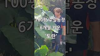 100평 주말농장 도시텃밭 \