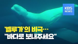 흰고래 ‘벨루가’의 비극…“바다로 보내주세요” / KBS뉴스(News)