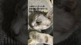 #18歳おじいちゃん猫#猫のいる暮らし#ねこ動画#猫動画#猫#cat#猫のいる生活#ねこ#サバトラ猫#高齢猫