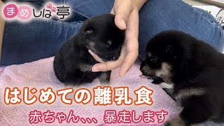 かわいい豆柴赤ちゃん✨面白すぎるはじめての離乳食！まめしば亭ブログ・vlog