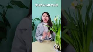 種盆水仙 ，它開花時便過年啦！