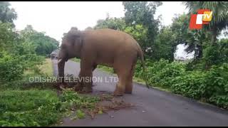 Tusker enters residential area in Baripada