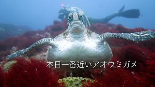 本日一番近いアオウミガメ 館山 西川名 202403a【4K】