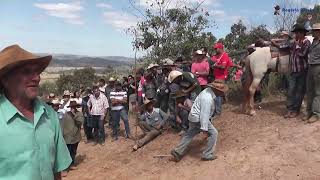 The best Ox Cart party in Brazil