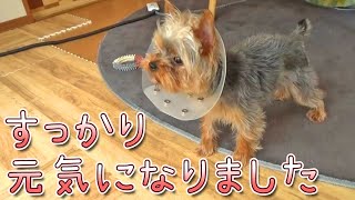 【ヨークシャテリア】すっかり元気になったヨークシャテリア【Yorkshire Terrier】