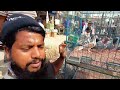 টঙ্গী কবুতর হাট ০২ ০২ ২০২৫ kobutor hat 2025 pigeon market in bangladesh tongi kobutor hat 2025