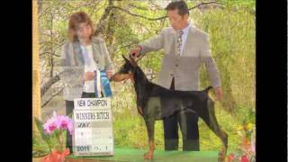 Dobermann Kelly JKC Dog Show 2010 2011