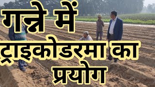 गन्ने के रोग। ट्राइकोडरमा का प्रयोग। how to use trichoderma biopesticide in sugarcane|kheti Salah