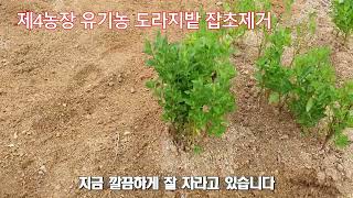 제4농장 유기농 도라지밭 잡초제거_20220607