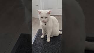 Snowflake #cat #catlover #short #cutecat #snowflake #shorts