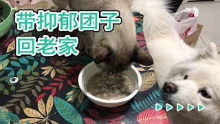 带抑郁的团子猫猫回老家，见到喂她好几个月的好心阿姨一直喵个不停【淋雨的蝎子】